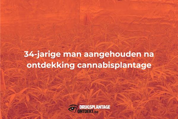 Lille - 34-jarige man aangehouden na ontdekking cannabisplantage